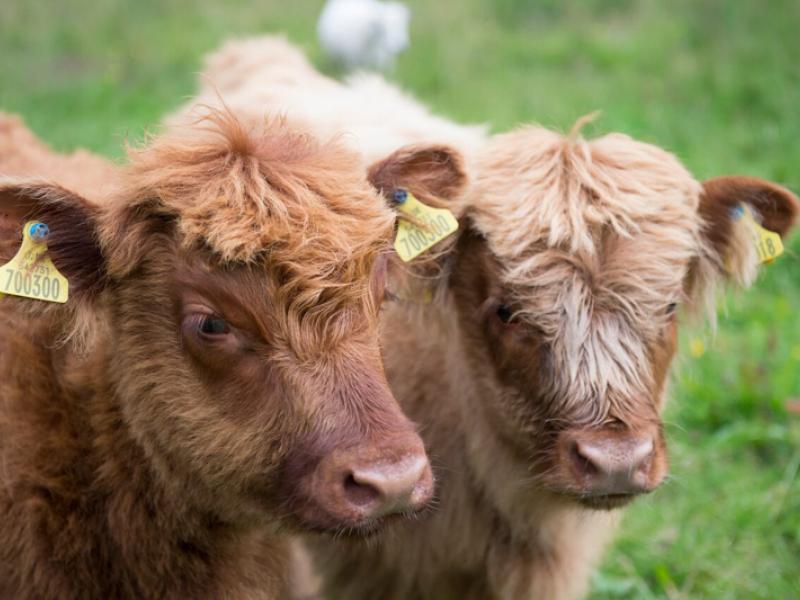 Highland Calves